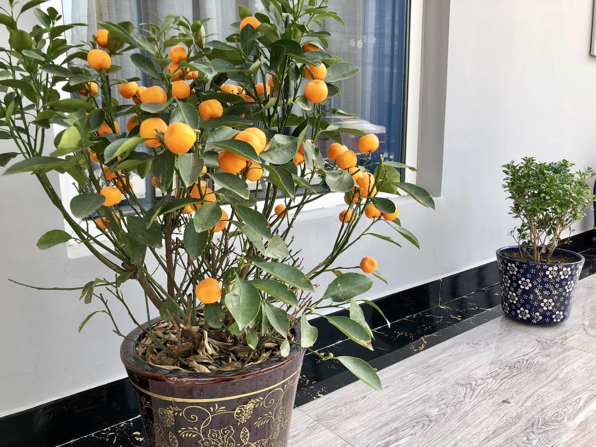 Lantern Hotel Hohhot Kültér fotó